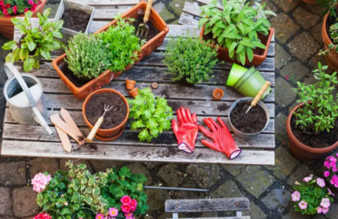 Gardening supplies or plants
